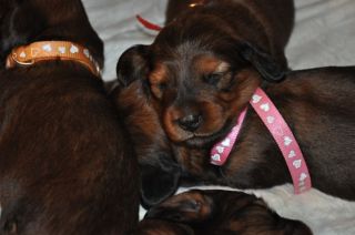 jamniki d�ugow�ose